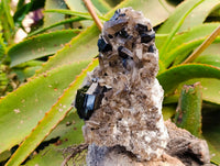 Natural Schorl Black Tourmaline With Smokey Quartz Specimens x 2 From Erongo, Namibia