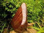 Polished XXL Banded Tiger Iron Standing Free Form x 1 From South Africa
