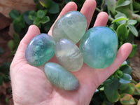 Polished Green Fluorite Palm Stones x 12 From Madagascar