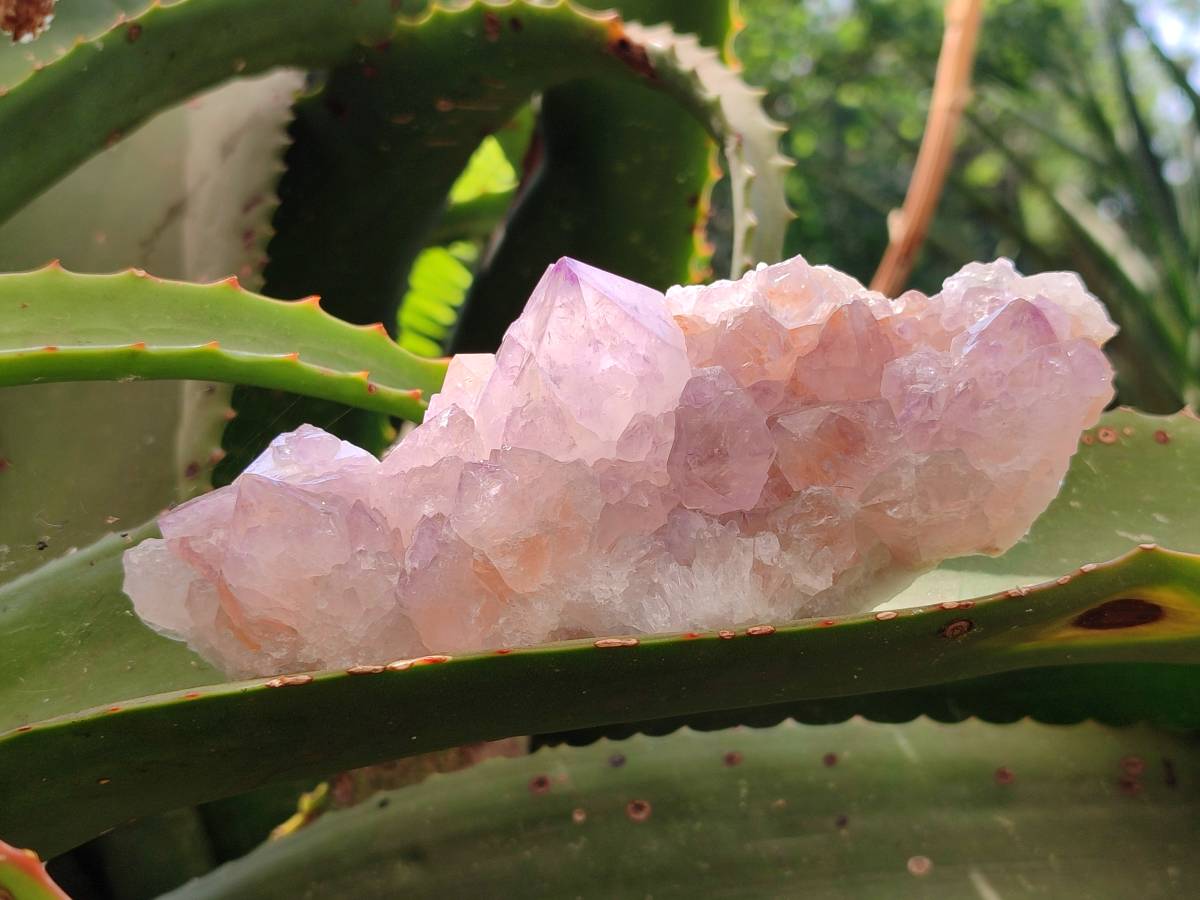 Natural Sunburst Amethyst Crystal Clusters x 2 From Boekenhouthoek, South Africa