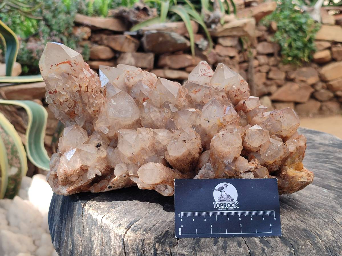 Natural XL Smokey Citrine White Phantom Quartz Cluster x 1 From Luena, Congo