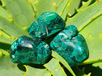 Polished Dioptase Free Forms x 20 From Likasi, Congo