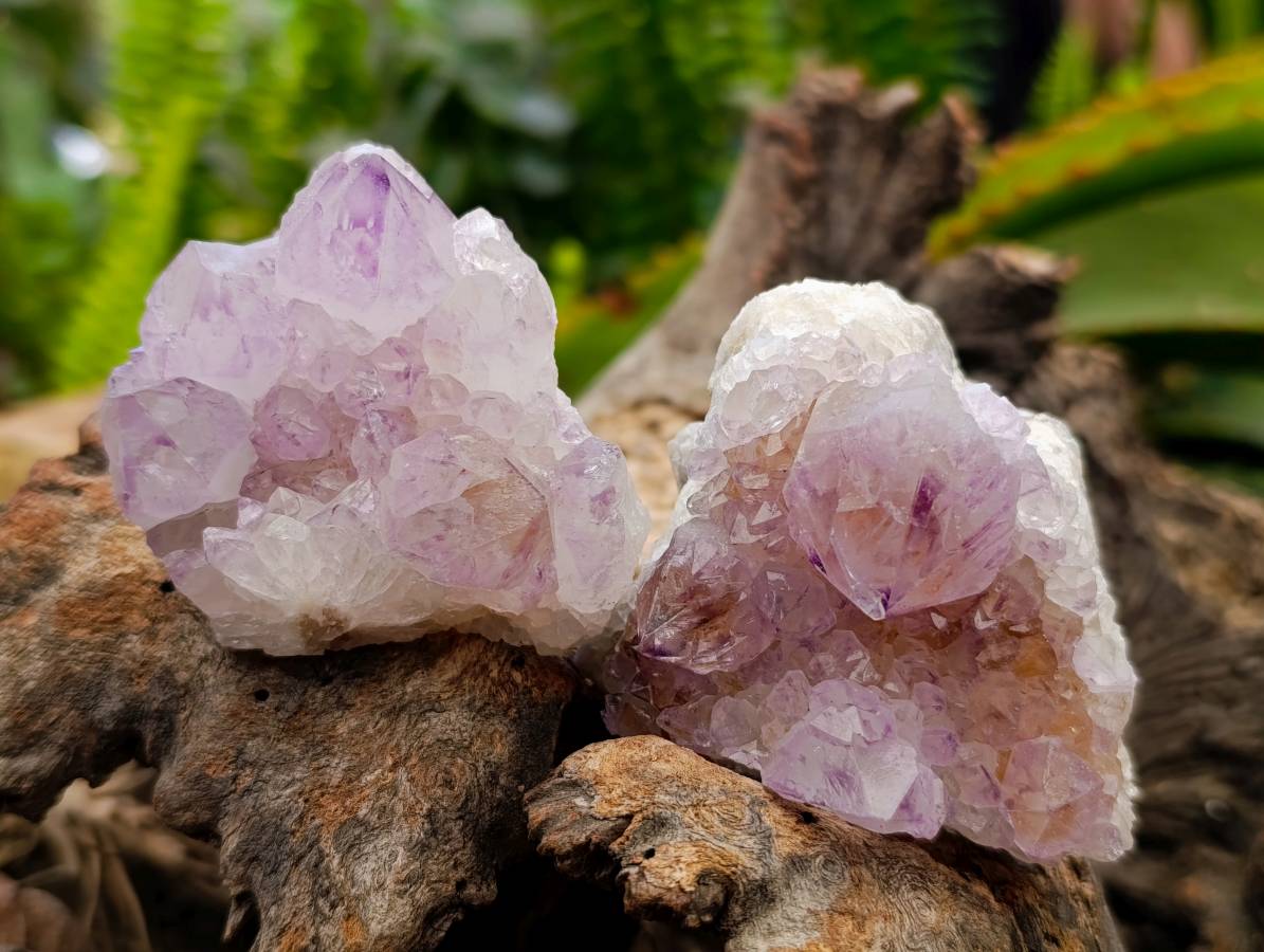 Natural Amethyst Spirit Clusters x 12 From Boekenhouthoek, South Africa