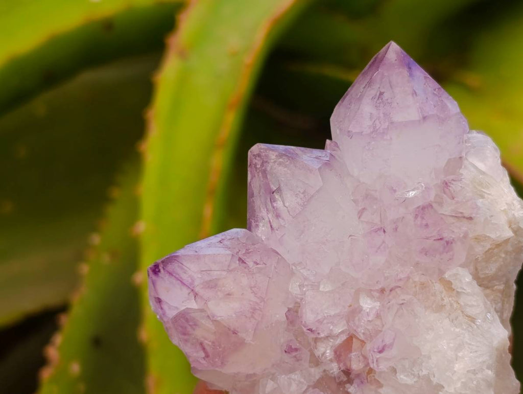 Natural Amethyst Spirit Clusters x 12 From Boekenhouthoek, South Africa