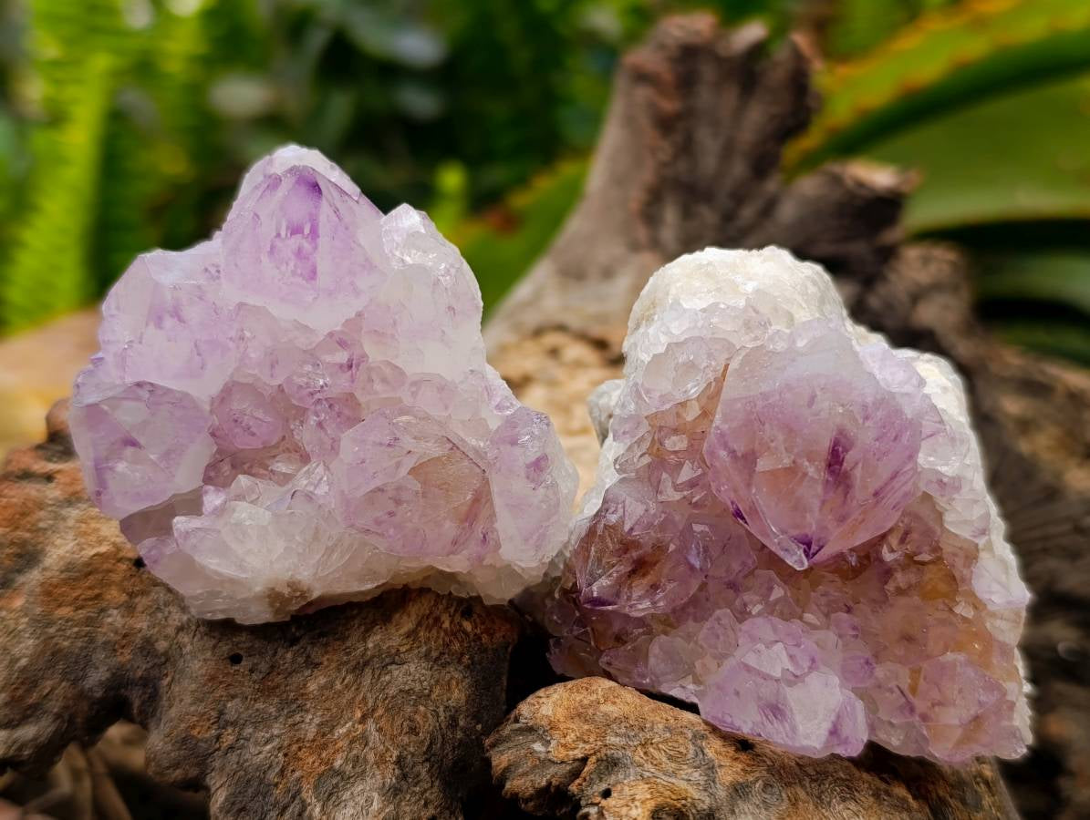 Natural Amethyst Spirit Clusters x 12 From Boekenhouthoek, South Africa