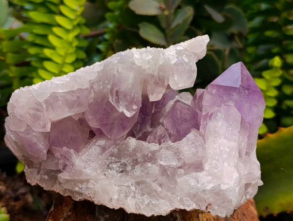 Natural Jacaranda Amethyst Quartz Crystal Clusters x 4 From Mumbwa, Zambia