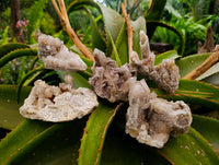 Natural White Smokey And Limonite Fairy Spirit Quartz Clusters x 5 From Boekenhouthoek, South Africa