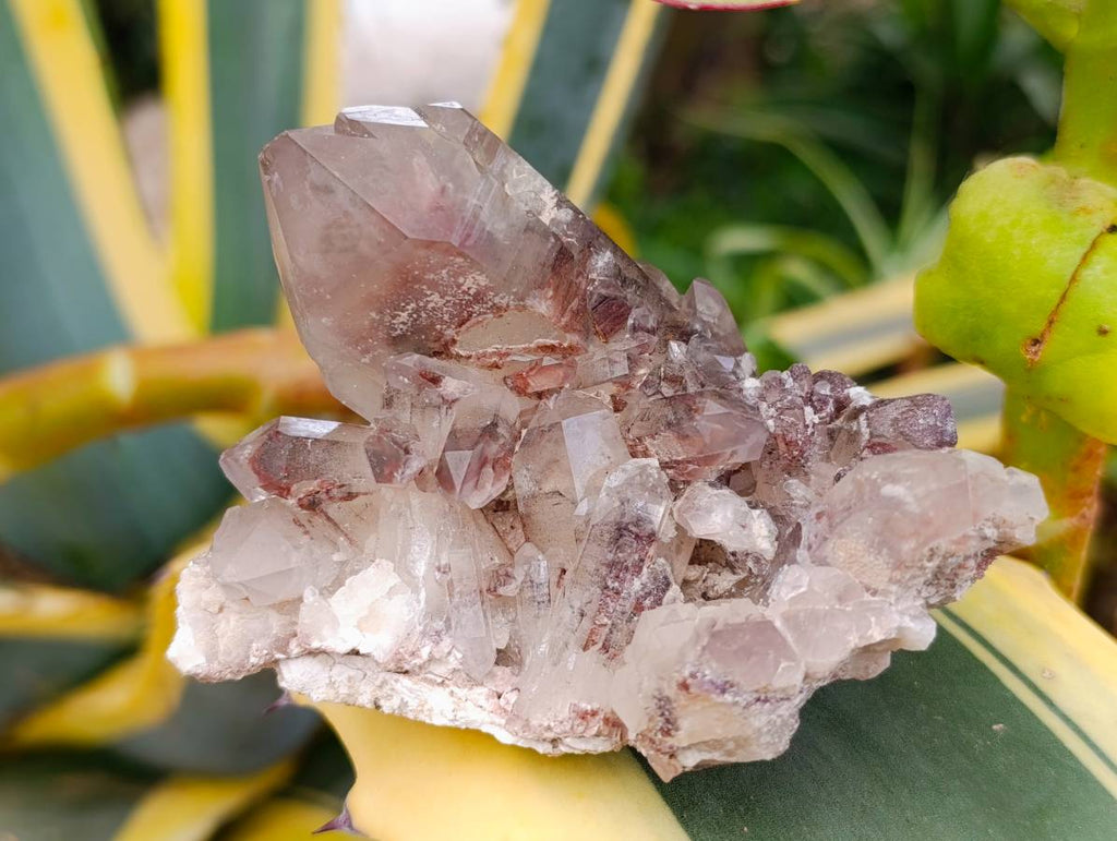 Natural Red Hematoid Quartz Clusters x 6 From Karoi, Zimbabwe