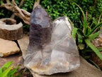 Natural Giant Smokey Amethyst Window Quartz Crystal x 1 From Brandberg, Namibia