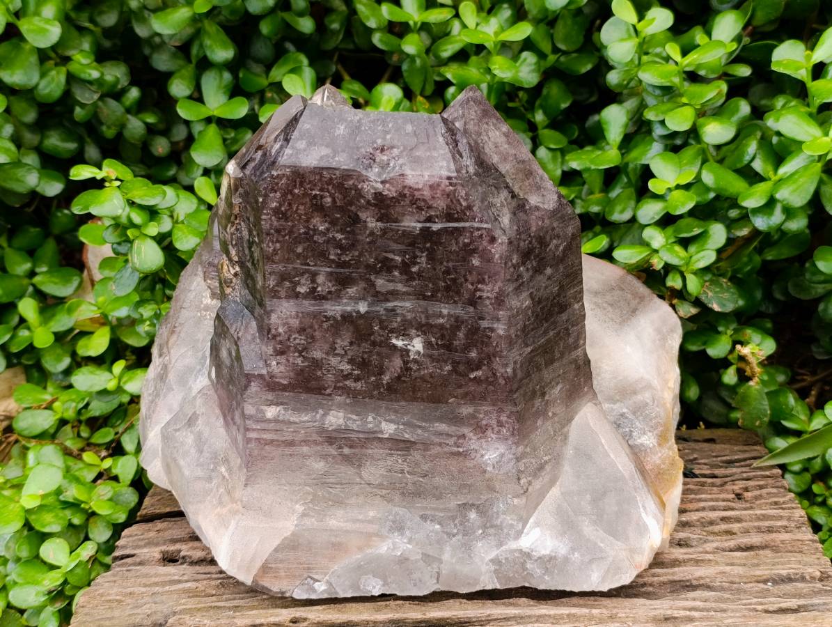 Natural Giant Smokey Amethyst Window Quartz Crystal x 1 From Brandberg, Namibia