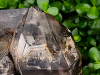 Natural Giant Smokey Amethyst Window Quartz Crystal x 1 From Brandberg, Namibia