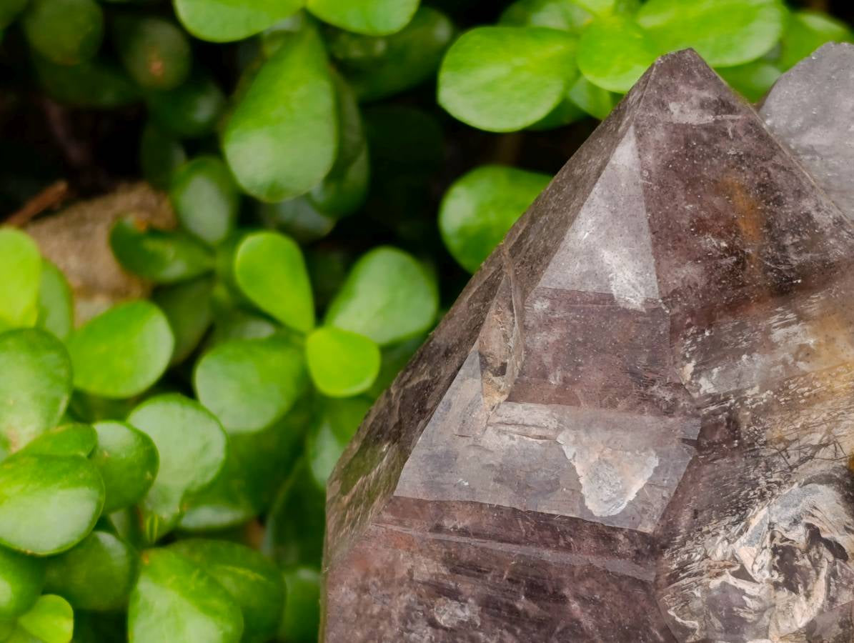 Natural Giant Smokey Amethyst Window Quartz Crystal x 1 From Brandberg, Namibia