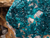 Natural Large Dioptase On White Dolomite Specimen x 1 From Likasi, Congo
