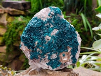Natural Large Dioptase On White Dolomite Specimen x 1 From Likasi, Congo