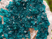 Natural Large Dioptase On White Dolomite Specimen x 1 From Likasi, Congo