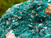 Natural Large Dioptase On White Dolomite Specimen x 1 From Likasi, Congo