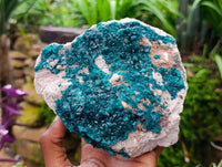 Natural Large Dioptase On White Dolomite Specimen x 1 From Likasi, Congo