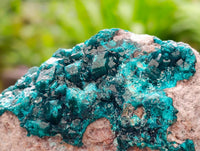 Natural Large Dioptase On White Dolomite Specimen x 1 From Likasi, Congo
