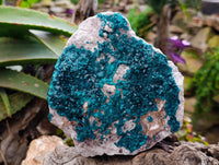 Natural Large Dioptase On White Dolomite Specimen x 1 From Likasi, Congo