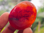 Polished Carnelian Agate Gemstone Galets x 20 From Madagascar
