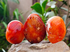 Polished Carnelian Agate Gemstone Galets x 20 From Madagascar