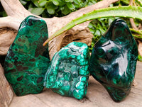 Polished Flower Banded Malachite Free Forms x 3 From Congo