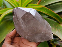 Natural Smokey Quartz Crystals x 3 From Mulanje, Malawi