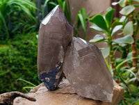 Natural Smokey Quartz Crystals x 3 From Mulanje, Malawi
