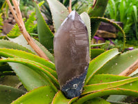 Natural Smokey Quartz Crystals x 3 From Mulanje, Malawi