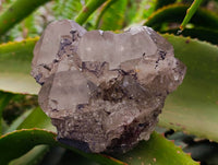 Natural Smokey Quartz Crystals x 3 From Mulanje, Malawi