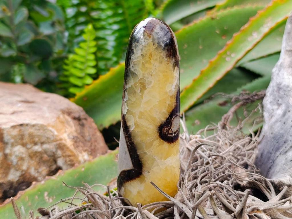 Polished Septerye Massage Wands x 6 From Mahajanga, Madagascar