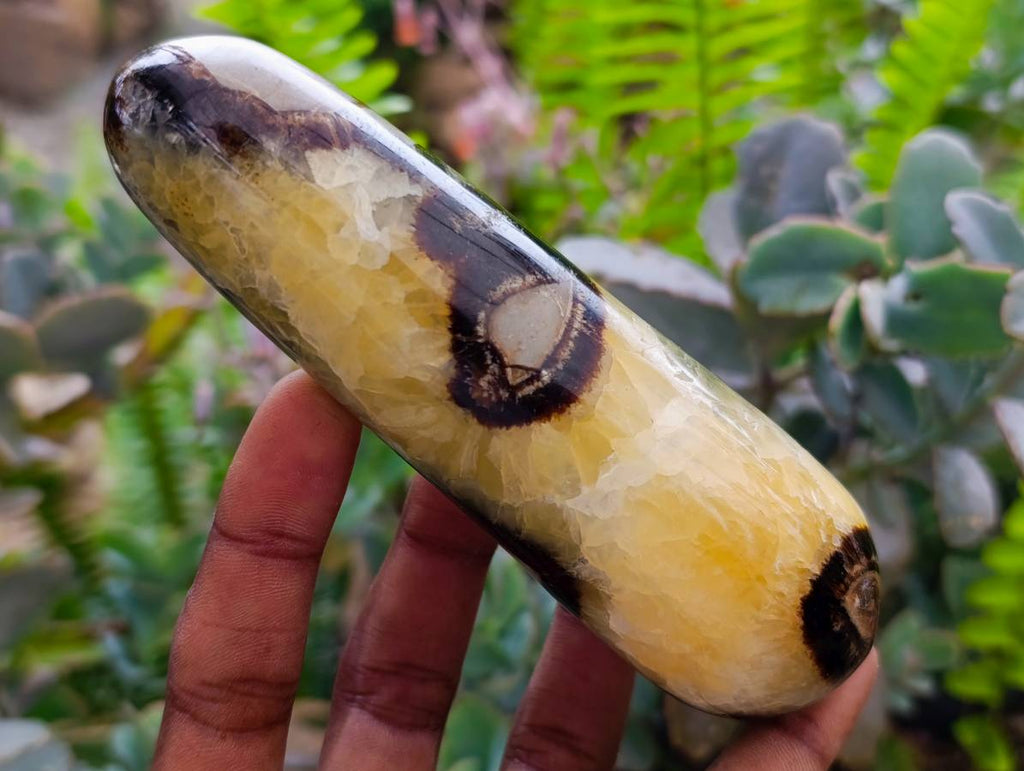 Polished Septerye Massage Wands x 6 From Mahajanga, Madagascar