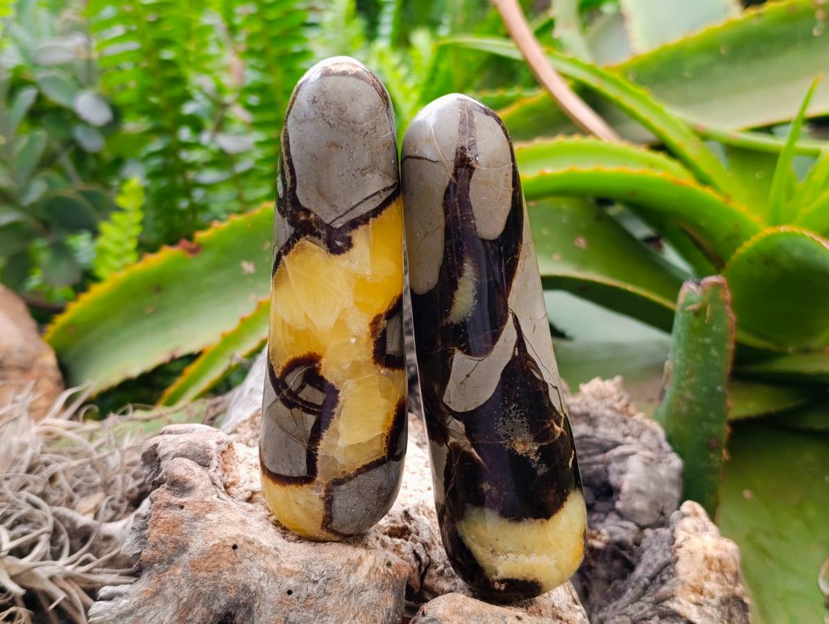 Polished Septerye Massage Wands x 6 From Mahajanga, Madagascar