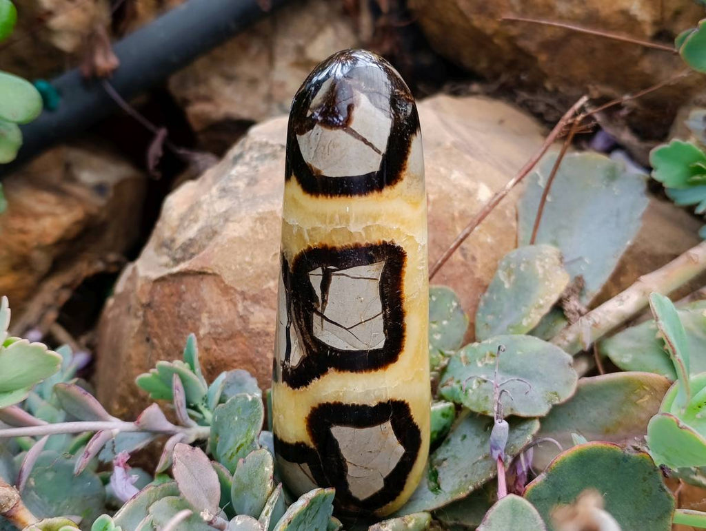 Polished Septerye Massage Wands x 6 From Mahajanga, Madagascar