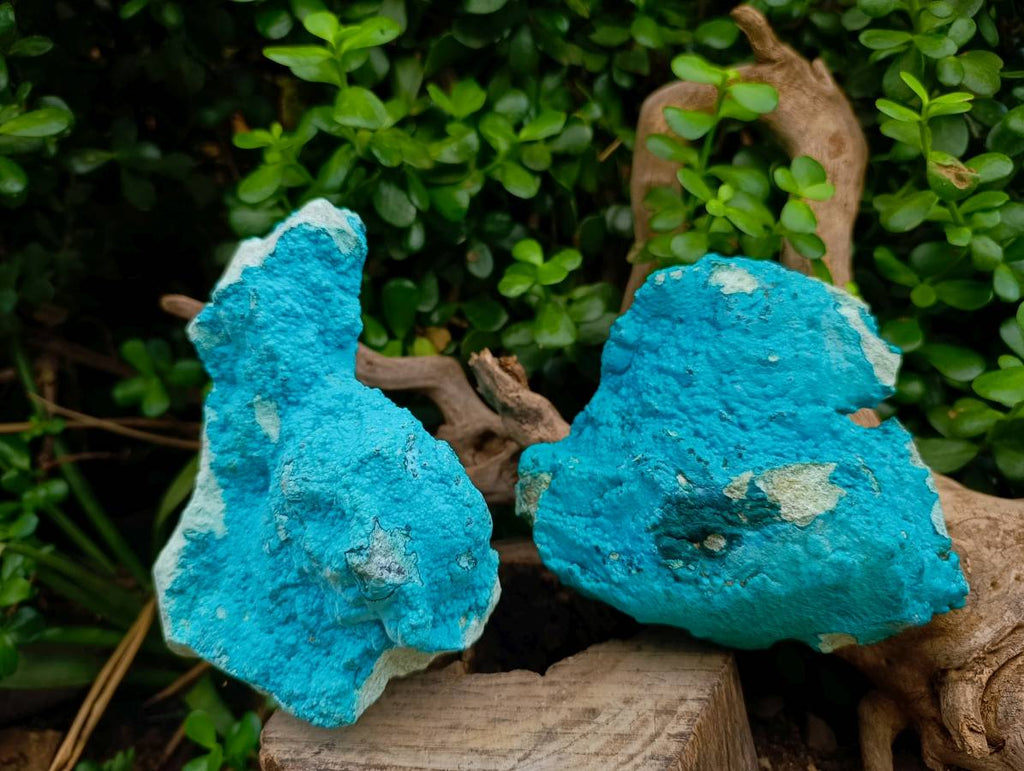 Natural Drusy Botryoidal Chrysocolla Specimens x 2 From Lupoto Mine, Congo