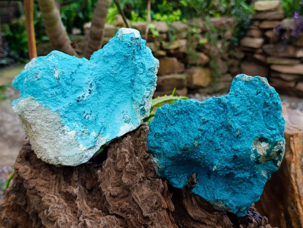 Natural Drusy Botryoidal Chrysocolla Specimens x 2 From Lupoto Mine, Congo