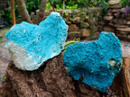 Natural Drusy Botryoidal Chrysocolla Specimens x 2 From Lupoto Mine, Congo