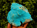 Natural Drusy Botryoidal Chrysocolla Specimens x 2 From Lupoto Mine, Congo