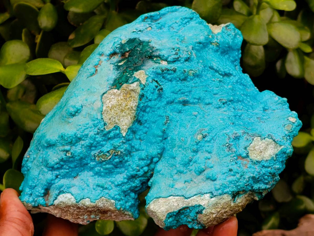 Natural Drusy Botryoidal Chrysocolla Specimens x 2 From Lupoto Mine, Congo