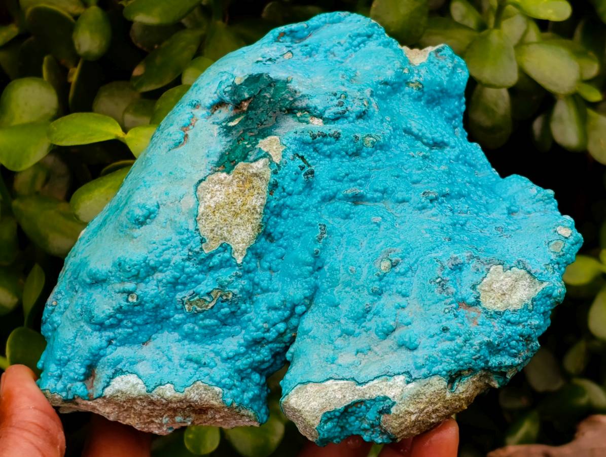 Natural Drusy Botryoidal Chrysocolla Specimens x 2 From Lupoto Mine, Congo