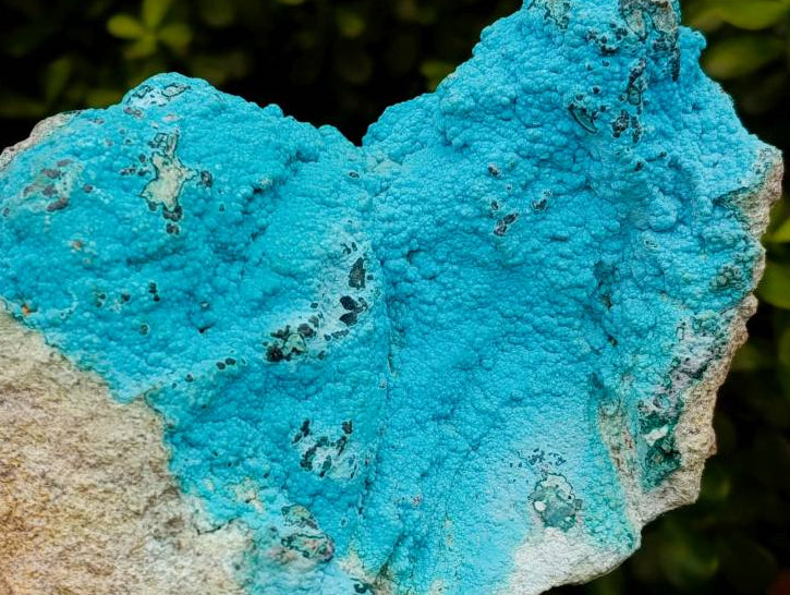 Natural Drusy Botryoidal Chrysocolla Specimens x 2 From Lupoto Mine, Congo