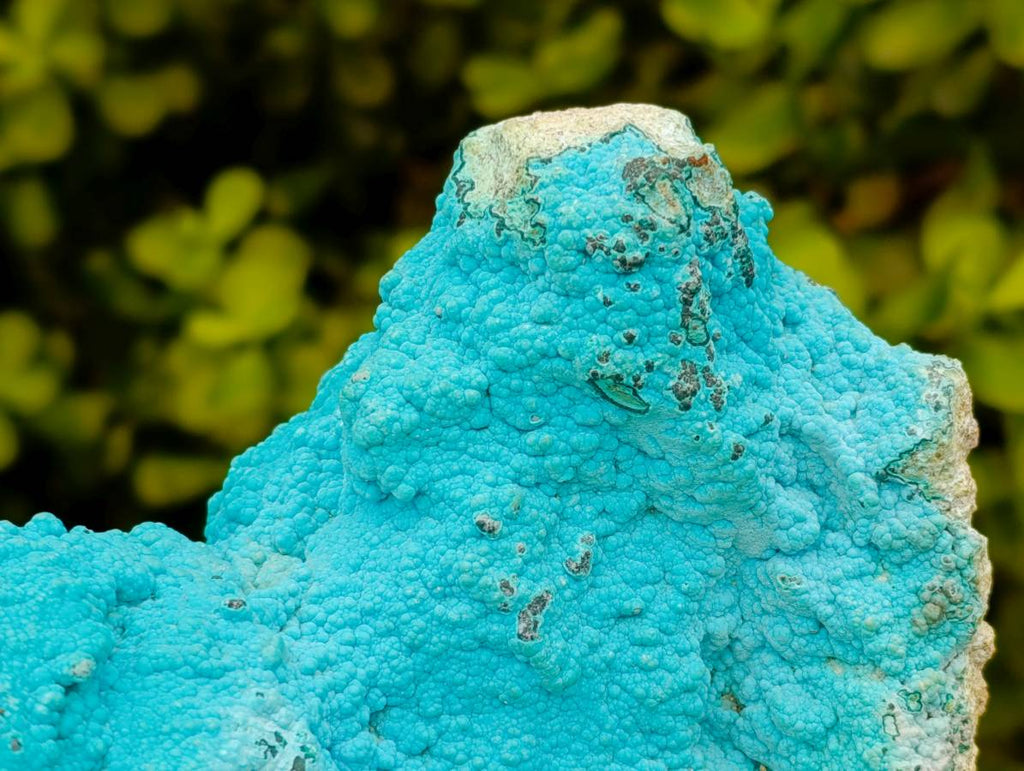 Natural Drusy Botryoidal Chrysocolla Specimens x 2 From Lupoto Mine, Congo