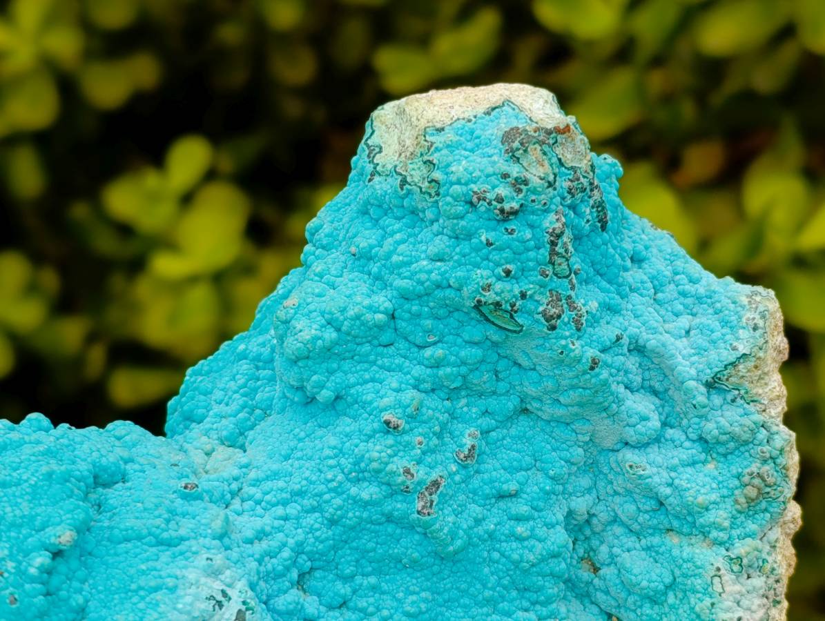 Natural Drusy Botryoidal Chrysocolla Specimens x 2 From Lupoto Mine, Congo