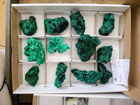 Natural Silky Malachite Specimens x 12 From Kasompe, Congo