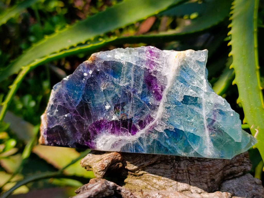 Polished On One Side Watermelon Fluorite Slices x 3 From Uis, Namibia