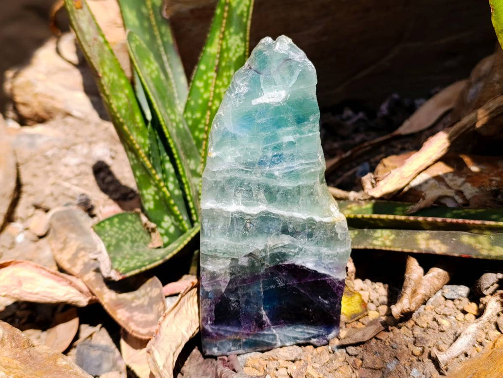 Polished On One Side Watermelon Fluorite Slices x 3 From Uis, Namibia
