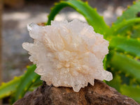Natural Flower Quartz Clusters x 17 From Brandberg, Namibia