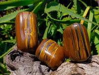 Polished Golden Tiger's Eye Tumbled Free Forms x 3 From Prieska, South Africa