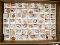 Polished Flower Agate Free Forms x 70 From Antsahalova, Madagascar