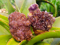 Natural Amethystos Amethyst Clusters x 12 From Kwaggafontein, South Africa
